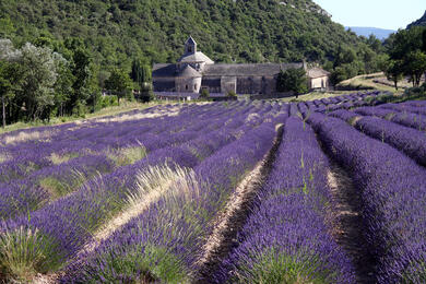 Luberon : Senteurs de Provence