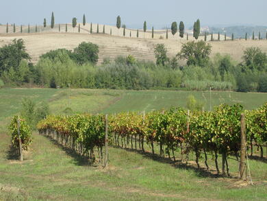 San Miniato - Buonconvento