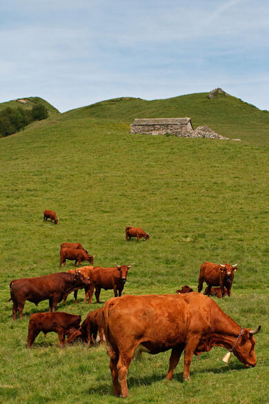 Auvergne : Découvertes et randonnées au pays de Salers