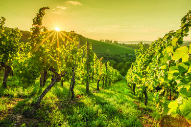 Rhône-Alpes : Tour du Beaujolais